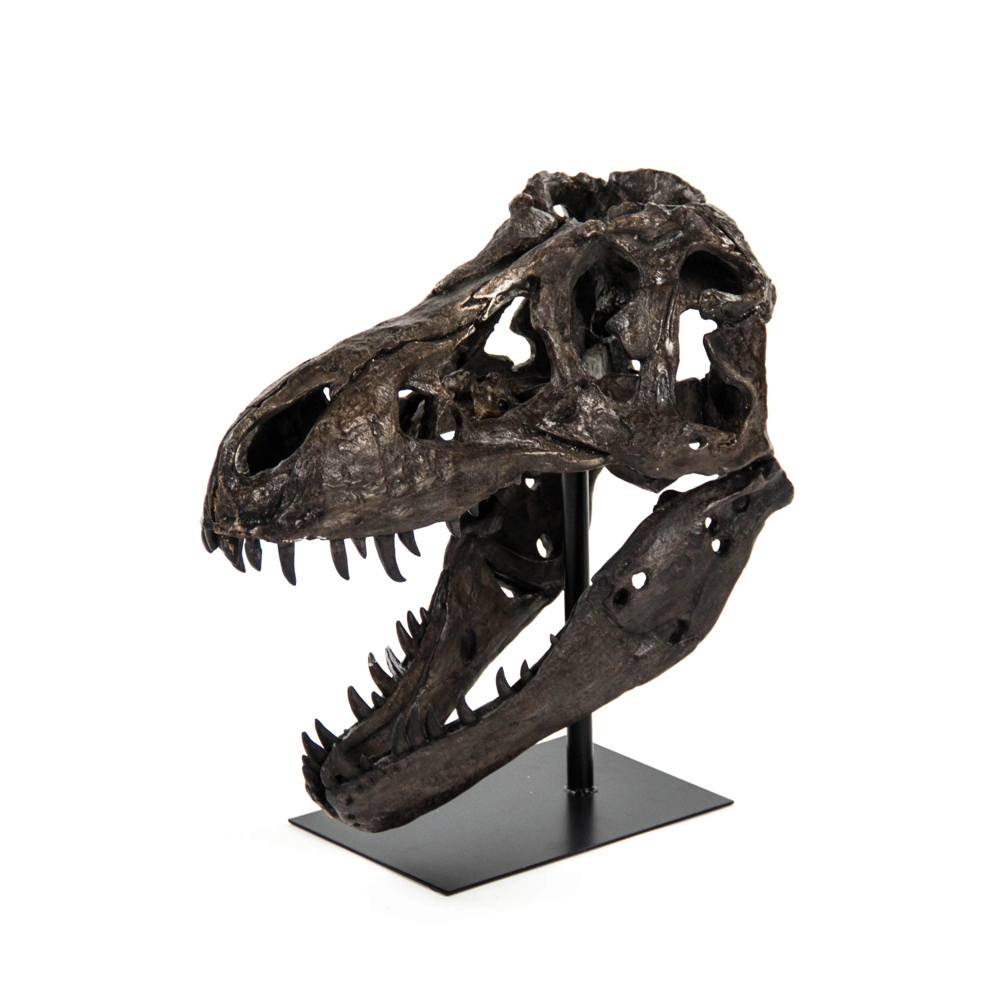 Dinosaur Skull w/ Base by Zentique